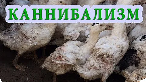 Почему утята выщипывают перья друг у друга. КАННИБАЛИЗМ У УТОК.