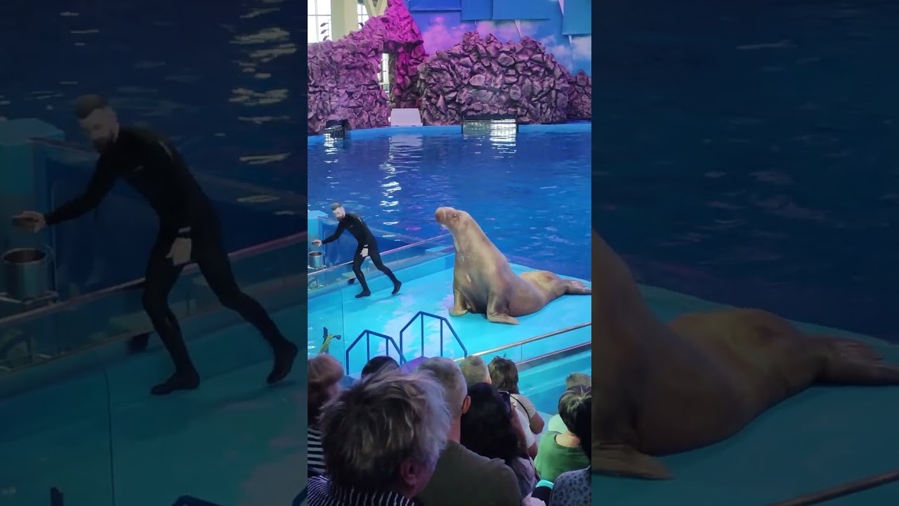 Полное выступление моржа Миши😉 #владивосток #дельфинарий
