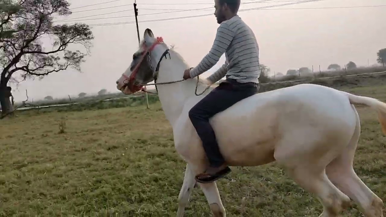 ❣️जय श्री राम  🚩🚩🙏 🐎 हॉर्स राइडिंग   plese like or subscribe my youtube channel 🚩♥️🚩