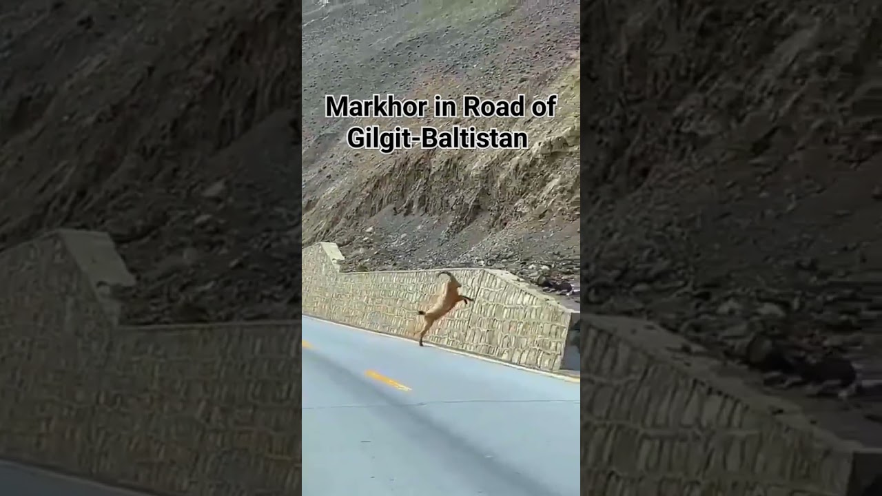 Markhor in gilgit skardu road |Markhor| 