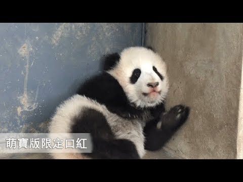 《熊貓早晚安》熊貓寶寶的口紅色號，你不想擁有嗎？（青青）| iPanda