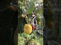 Ref:CeejeLKUMgY The smart woodpecker plucked a wild jackfruit #woodpecker #jackfruit