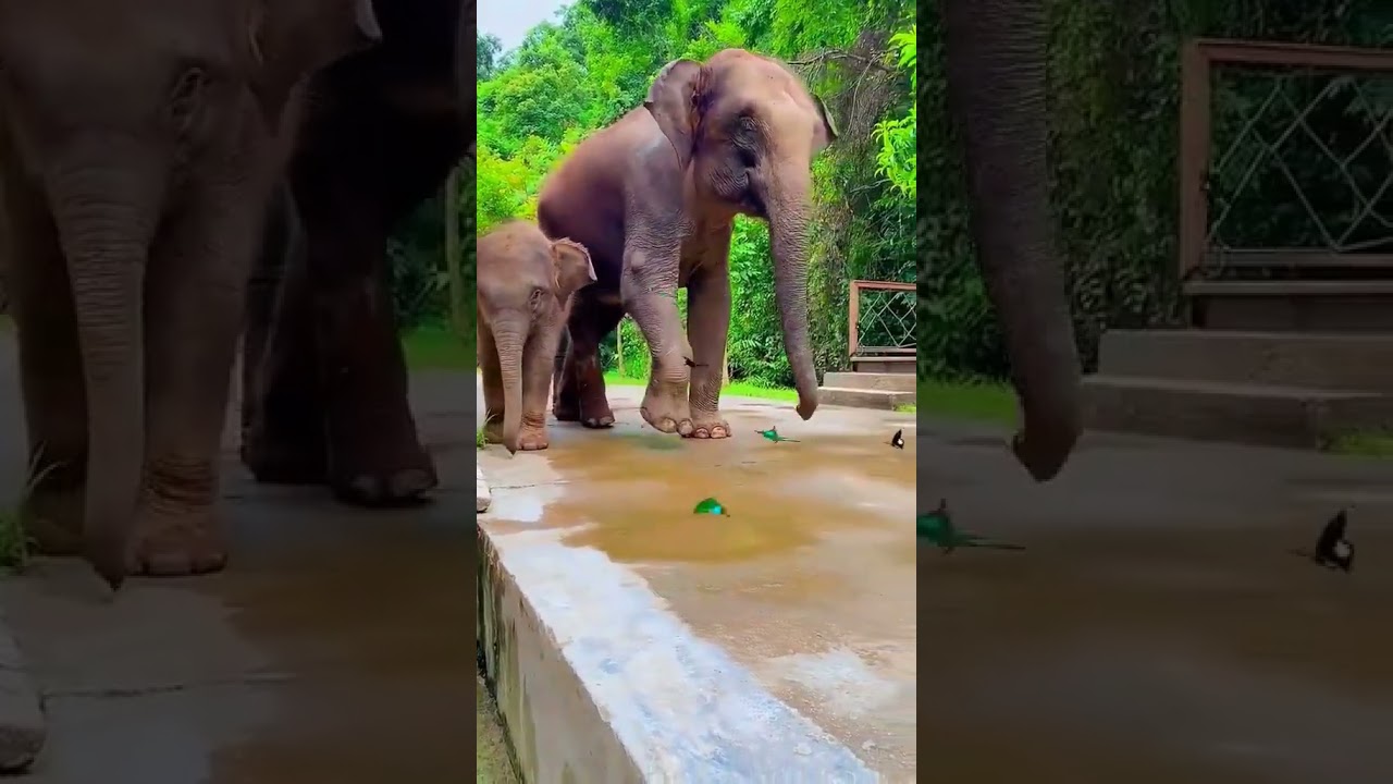 #elephants