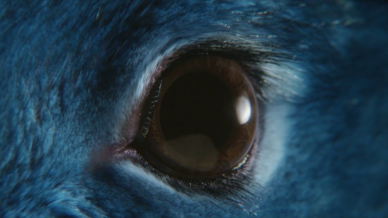 O2: Follow The Rabbit (2017)