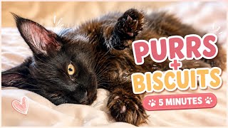 4.5 Minutes of a Purring Cat Making Biscuits 🐾 | Relaxing Cat Sounds