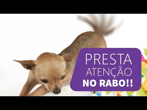 Vídeo: As pavoas abanam o rabo?