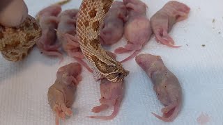 Aggressive baby hognose feeding