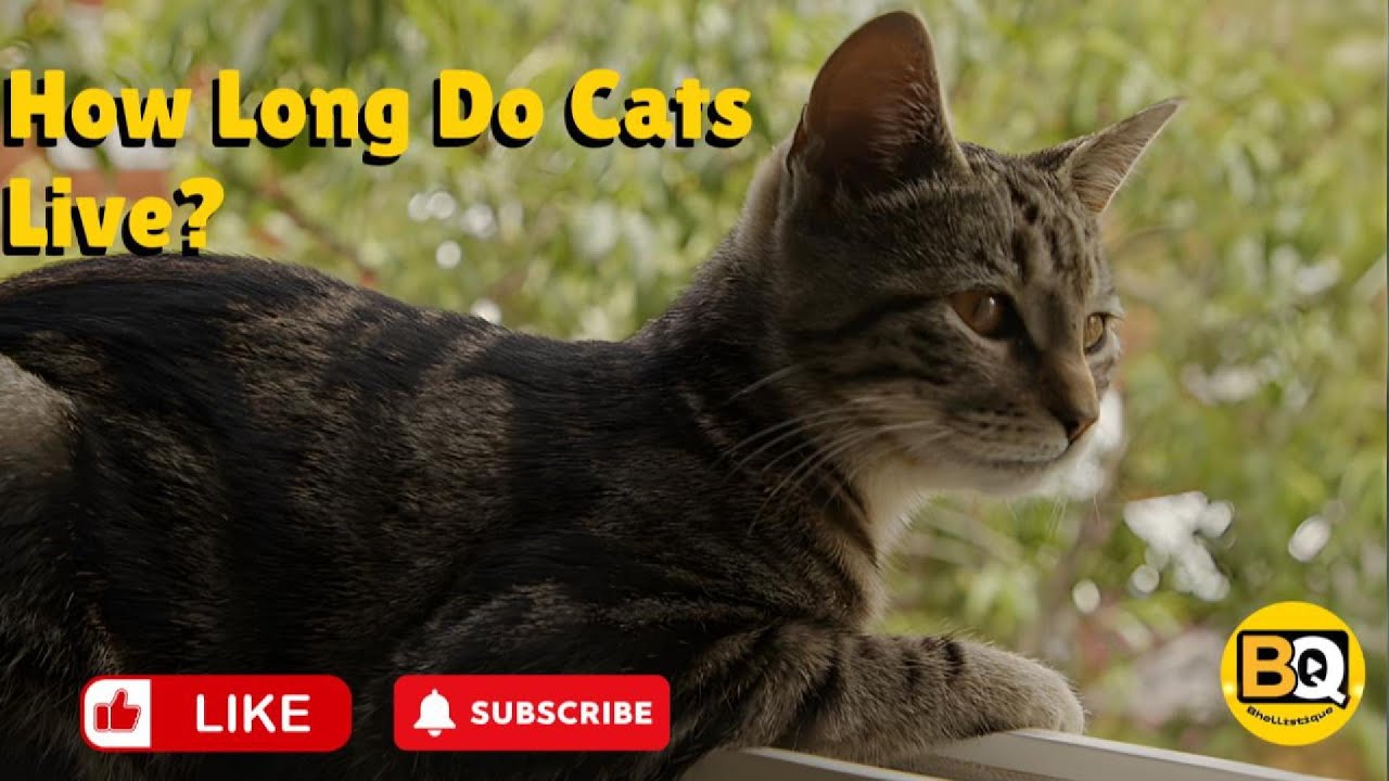 How Long Do Cats Really Live? (The Answer Might Surprise You) 
