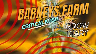 Barneys Farm Critical Kush Auto - Seed to Harvest Green House Grow