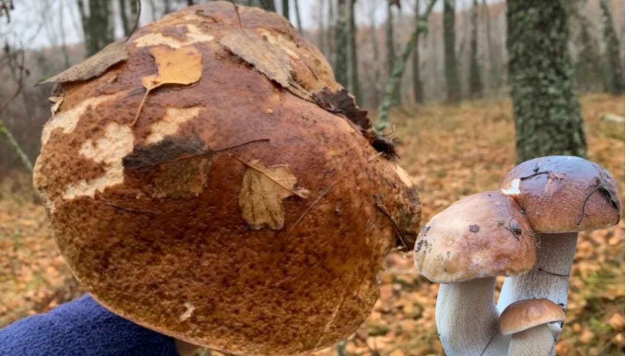 Осінь Листопад🍁Збираю БІЛІ ГРИБИ, Рядовки та Маслюки