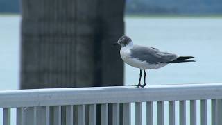 County weighs $13 million plan for Broad River Fishing Pier