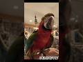 amazing birds collection 😱 beautiful macaw perot♥️ 100% perfect satup at my boss 🏠