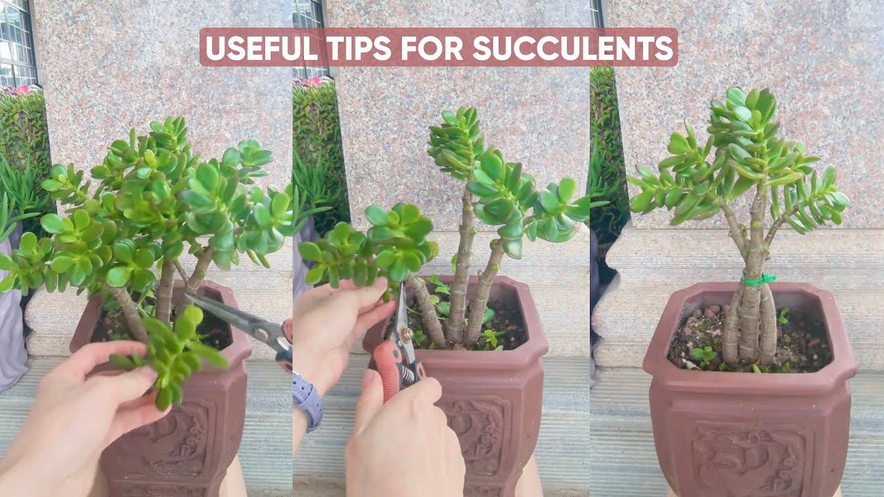 Easy Succulent Plants Care For Beginners | 다육이 | 多肉植物 - YouTube
