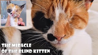 When God Sends You A Blind Cat, Its Never A Coincidence