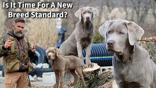 Labrador Retriever Is It Time For A New Breed Standard?