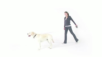 flexi how to use your flexi leash