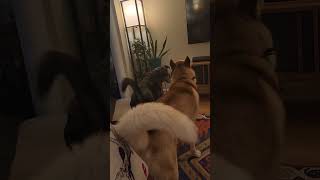 Is this too ruff? /s by Husky Obsessed 270 views 4 months ago 1 minute, 9 seconds