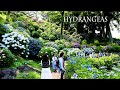 【4K Hydrangeas 】The New Varieties of Hydrangeas and Scenes.新品種のアジサイたちと、アジサイの景色 #hydrangea