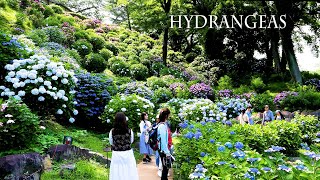【4K Hydrangeas 】The New Varieties of Hydrangeas and Scenes.新品種のアジサイたちと、アジサイの景色 #hydrangea