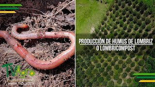Producción de Humus de Lombriz o Lombricompost  - TvAgro por Juan Gonzalo Angel