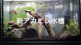 ベタの飼育 混浴 ネオンテトラ アカヒレ Youtube