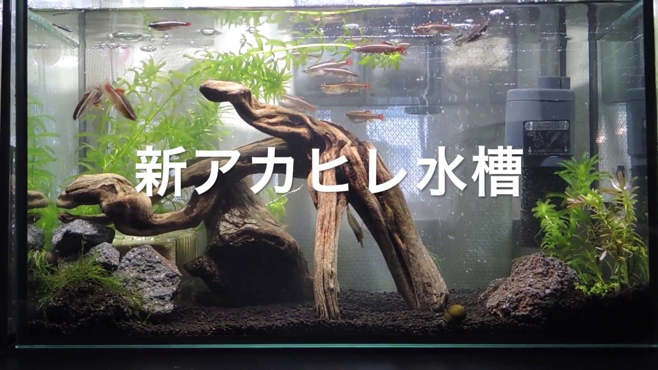新アカヒレ水槽 編集環境整う Mac Mini 購入 Youtube