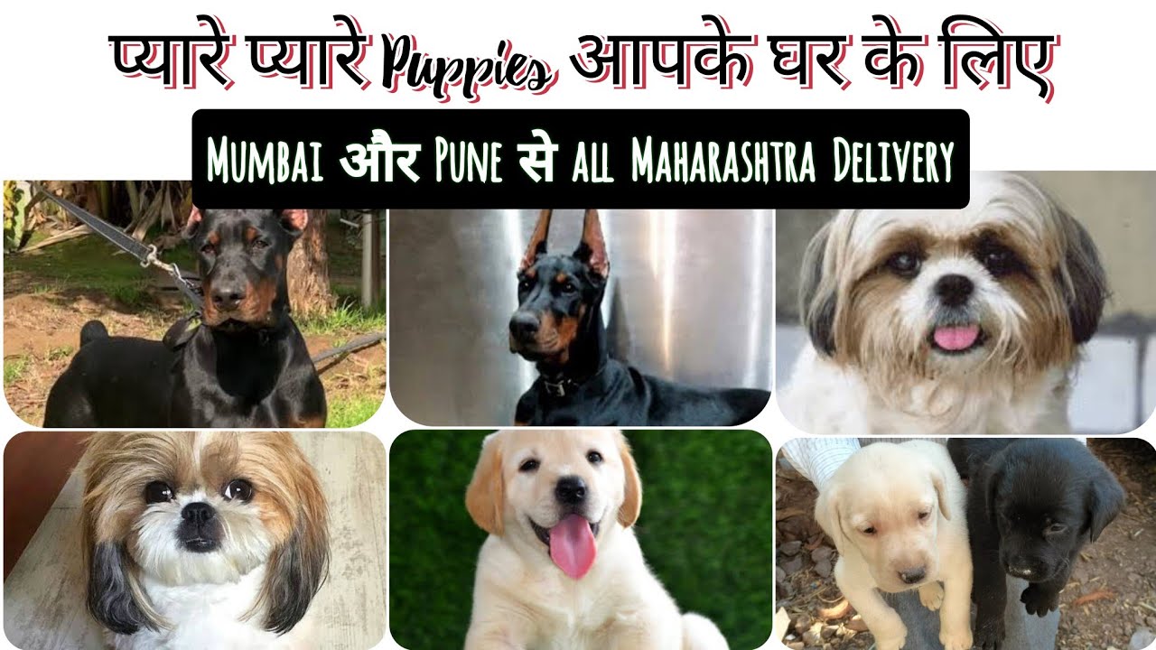 Dogs sale in Mumbai & Pune ! Adopt Cute 🥰 Puppies from Breeder Directly