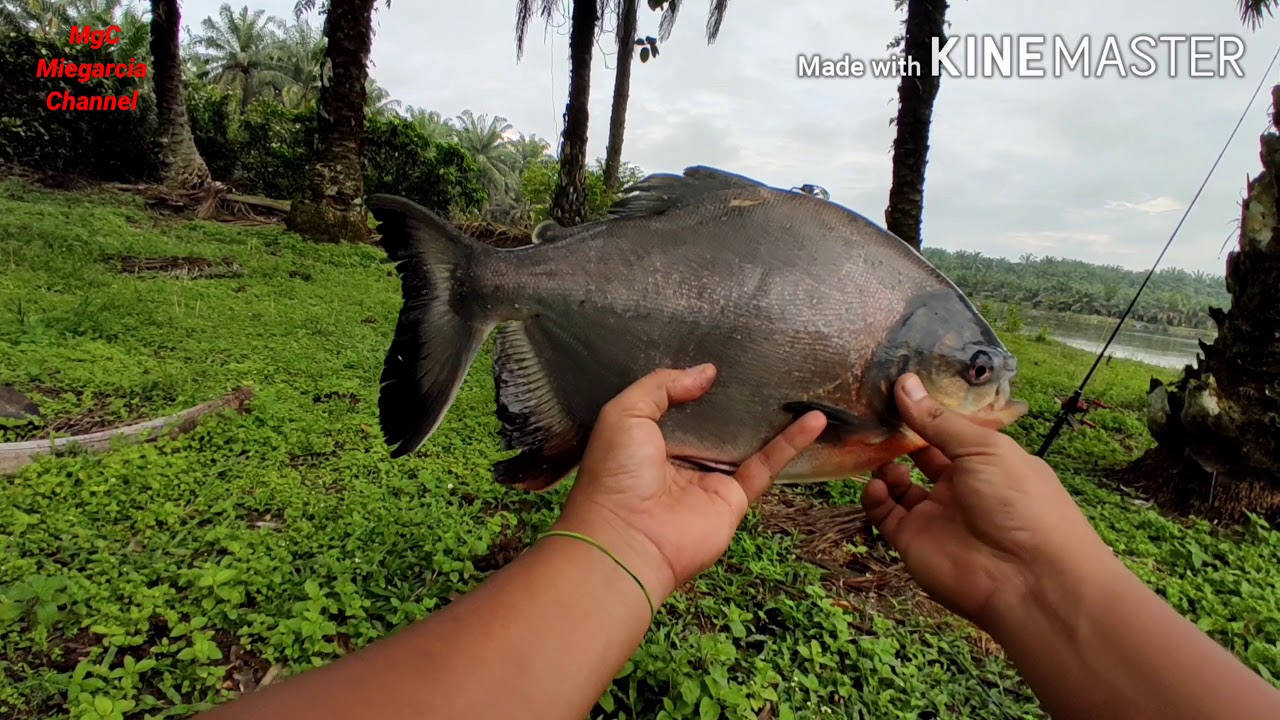 Casting Pacu vol.2(bawal air tawar)#phirana#covid19#patuhsop#staysave