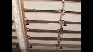 Cambodia Swiftlet Farm Csf