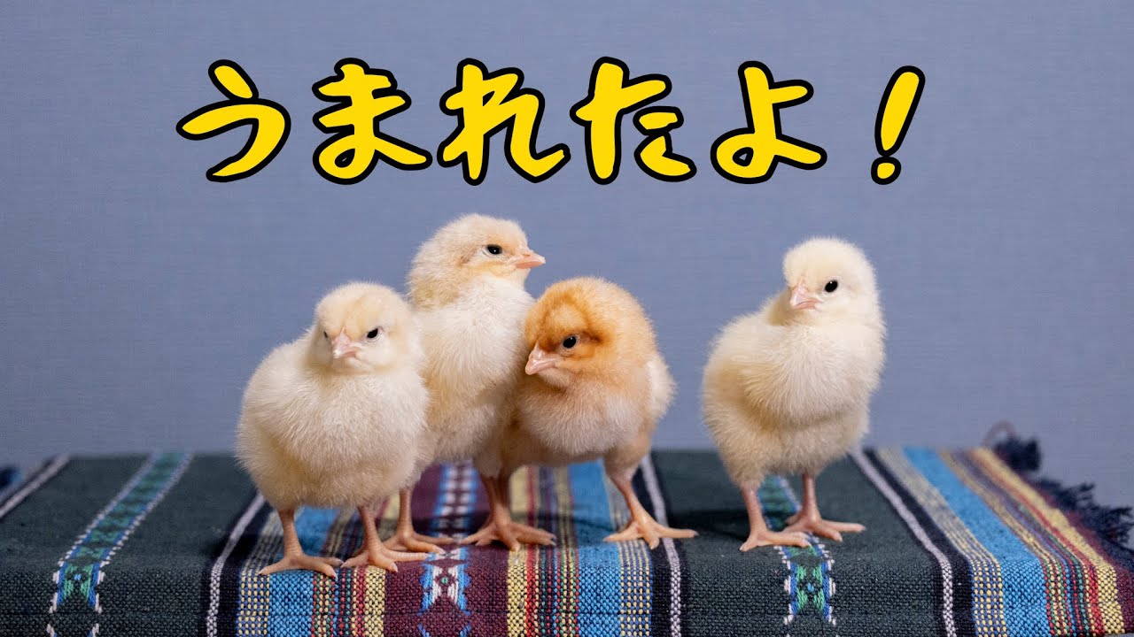 【鶏】小さな命の目覚め、ヒヨコの孵化｜長崎田舎暮らし