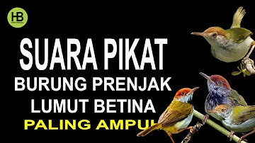 Suara Pikat Burung Prenjak Lumut Betina