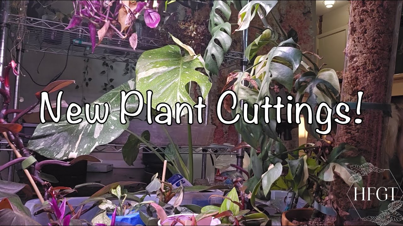 Lots of new plant cuttings!