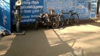 Tamil Nadu Street Monkeies Got Captured While Showcasing Amazing Tricks On A Bike