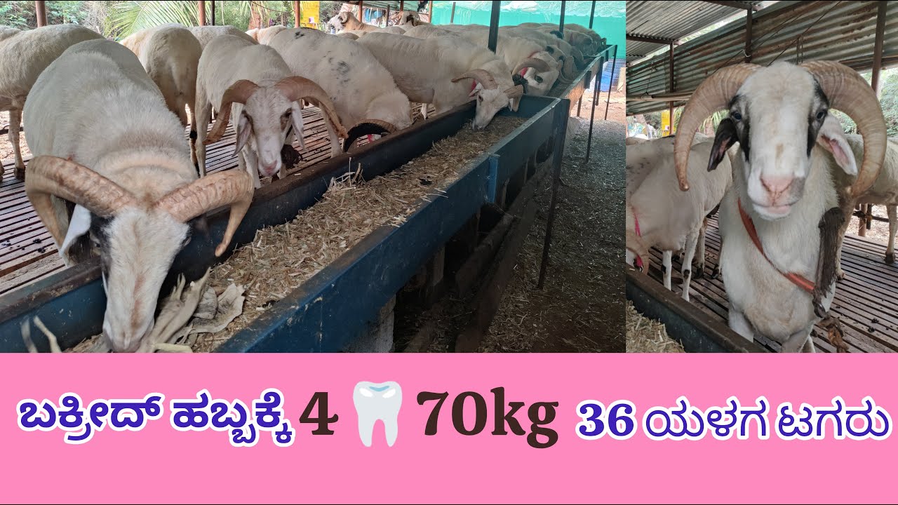 ಬಕ್ರೀದ್ ಹಬ್ಬಕ್ಕೆ 4🦷70kg 36 ಯಳಗ ಟಗರು Yalaga sheep sale