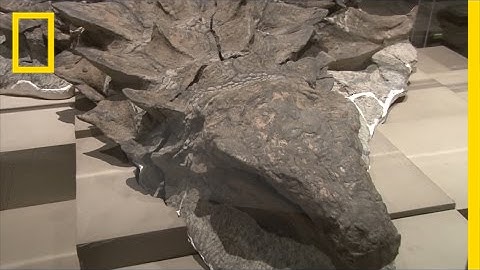 Newly Unveiled Dinosaur Fossil is Best Preserved Of Its Kind | National Geographic