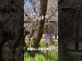 ​北野本院近く　平野神社 桜満開　（2026/4/3）