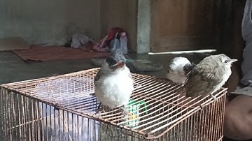 Mereview sedikit apa yang telah kami rawat burung- burung favorit, selamat berjumpa kembali bersama