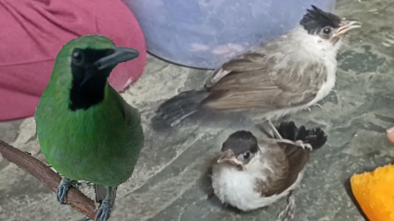 Cara kami merawat burung kutilang dari lolohan hingga kelak bakal menjadi burung kutilang dewasa