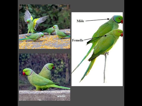 كوبل بيروش اكولي لي بغا شي حاجة مرحبا   