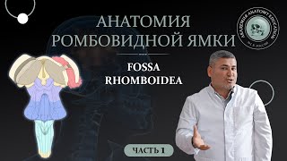 Ромбовидная ямка. Анатомия Ромбовидной ямки.Часть 1. Anatomy of the rhomboid fossa. Part 1