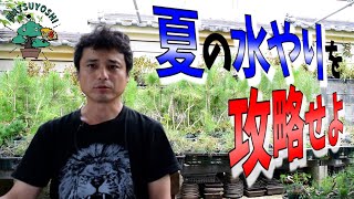 水やりを攻略せよ！　初心者盆栽お手入れ講座