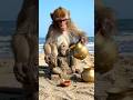 Hanuman chalisa fast #🚩#trending #monkey #viralvideo #jaishreeram#manjeet