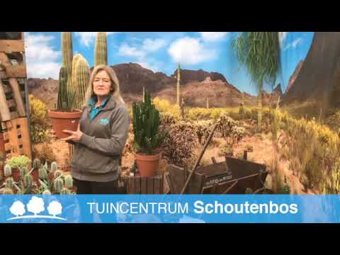 Video: Alles Oor Die Kaktus As Kamerplant