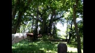 DSCF3170.MP4