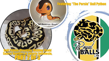 Breeding Ball Pythons: Visiting David Suarez in Indonesia; Part 2