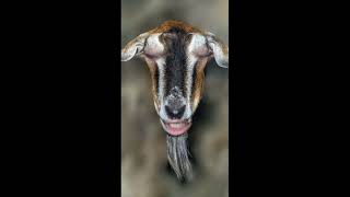 Eid In A Parallel Universe | Chicken🐓 Vs. Goat 🐐| Danish Sait