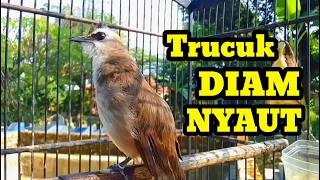 Suara burung trucukan gacor memanggil lawan pancingan trucukan agar ikutan bunyi