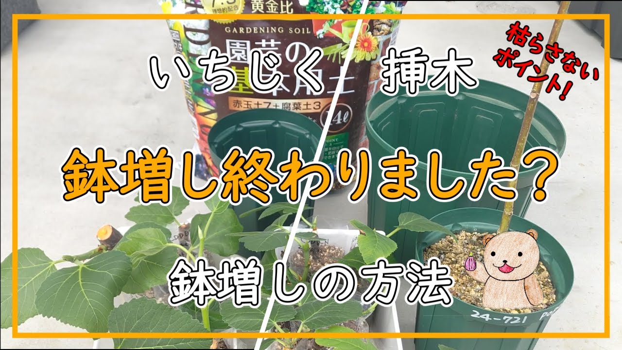 イチジク、Smith（果実付き挿し木苗）6号鉢使用 Smith(スミス)の特徴・味・耐寒性・栽培 | 世界のイチジク
