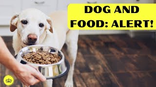 How to Identify If Dog Food Is Harming Your Dog: Signs and Symptoms