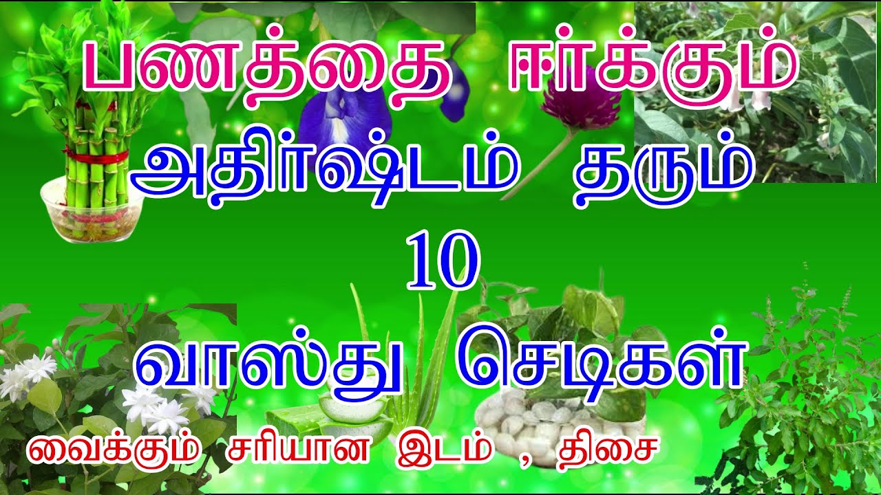 Lucky indoor plants in tamil அதிர்ஷ்டம் தரும் செடிகள் vastu plants